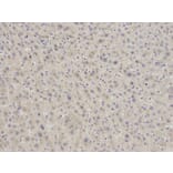 Immunohistochemistry - EIF5A Antibody from Signalway Antibody (32552) - Antibodies.com