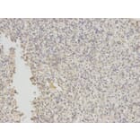 Immunohistochemistry - EIF5A Antibody from Signalway Antibody (32552) - Antibodies.com