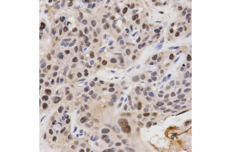 Immunohistochemistry - KPNA4 Antibody from Signalway Antibody (32557) - Antibodies.com