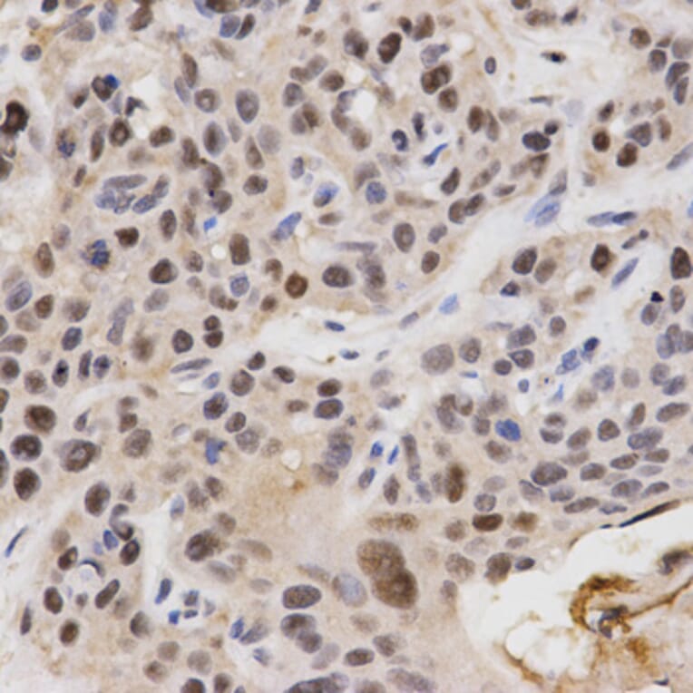 Immunohistochemistry - KPNA4 Antibody from Signalway Antibody (32557) - Antibodies.com