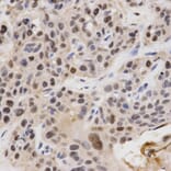 Immunohistochemistry - KPNA4 Antibody from Signalway Antibody (32557) - Antibodies.com