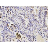 Immunohistochemistry - PRDX6 Antibody from Signalway Antibody (32561) - Antibodies.com
