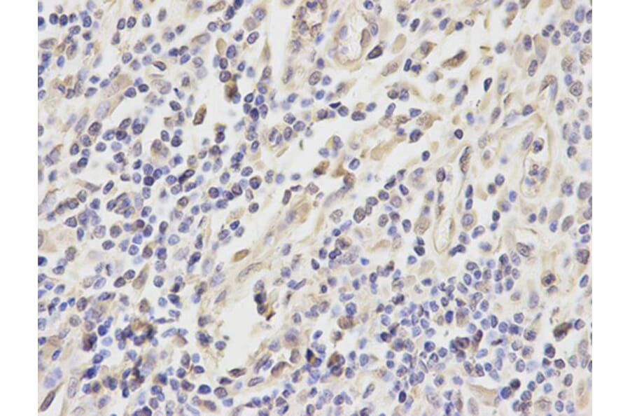 Immunohistochemistry - PRDX6 Antibody from Signalway Antibody (32561) - Antibodies.com