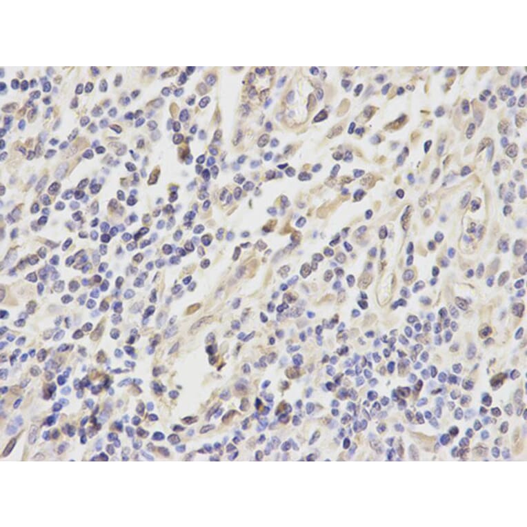 Immunohistochemistry - PRDX6 Antibody from Signalway Antibody (32561) - Antibodies.com