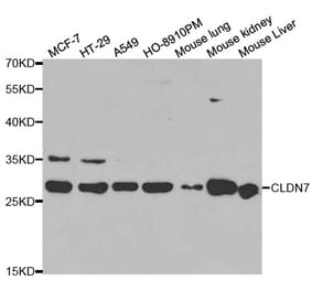 Western blot - CLDN7 Antibody from Signalway Antibody (32564) - Antibodies.com