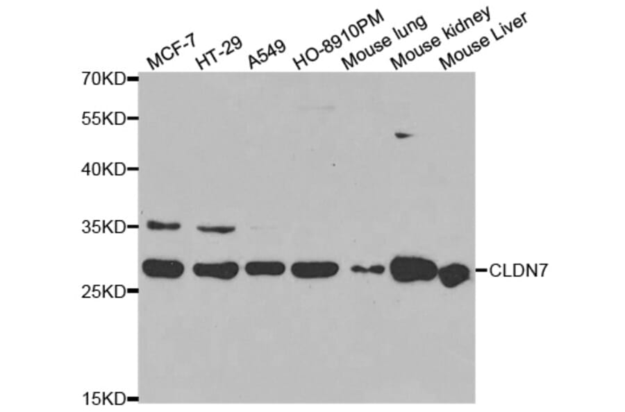 Western blot - CLDN7 Antibody from Signalway Antibody (32564) - Antibodies.com