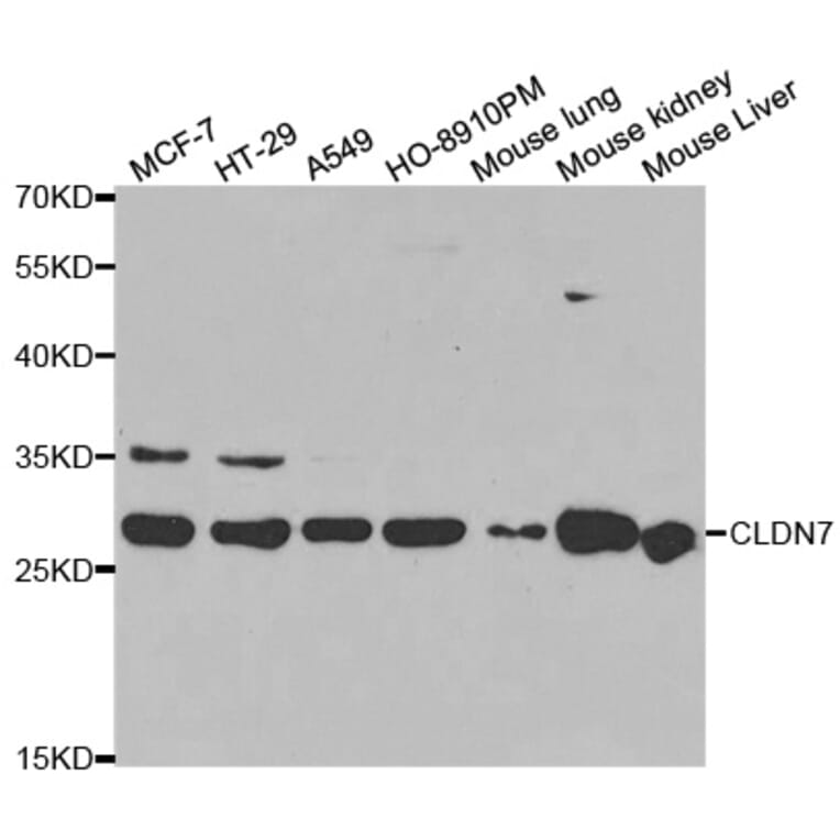 Western blot - CLDN7 Antibody from Signalway Antibody (32564) - Antibodies.com