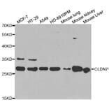 Western blot - CLDN7 Antibody from Signalway Antibody (32564) - Antibodies.com