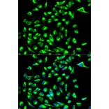 Immunofluorescence - CLDN7 Antibody from Signalway Antibody (32564) - Antibodies.com
