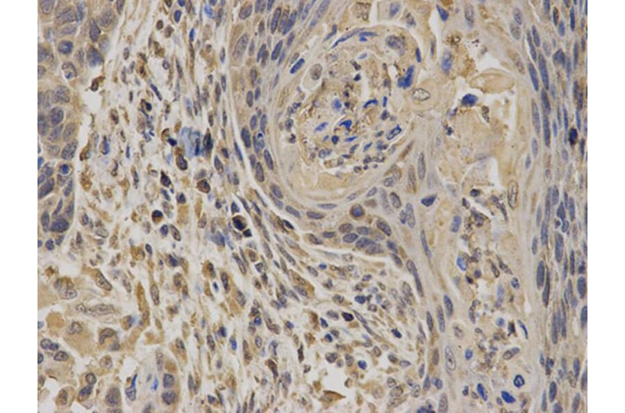 Immunohistochemistry - EPHX1 Antibody from Signalway Antibody (32583) - Antibodies.com