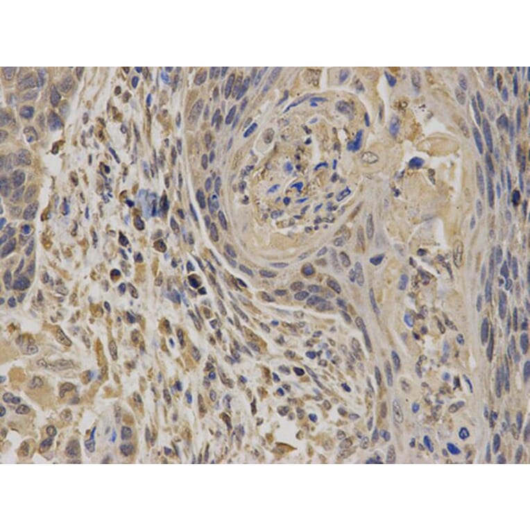 Immunohistochemistry - EPHX1 Antibody from Signalway Antibody (32583) - Antibodies.com