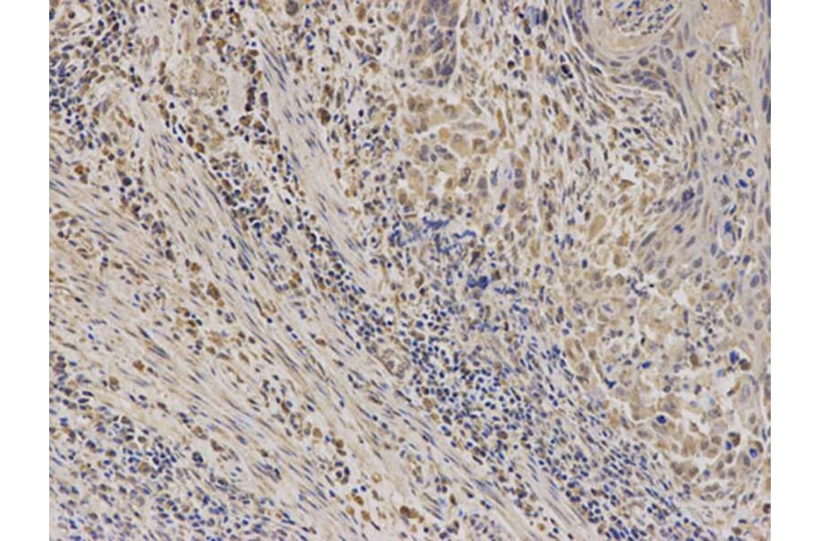 Immunohistochemistry - EPHX1 Antibody from Signalway Antibody (32583) - Antibodies.com