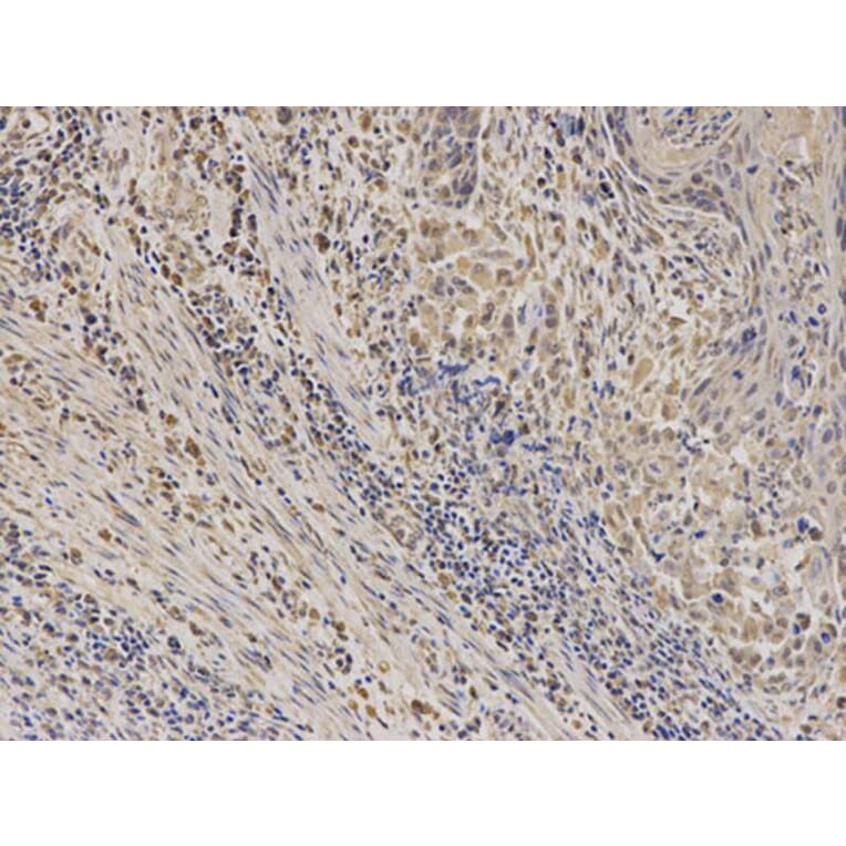Immunohistochemistry - EPHX1 Antibody from Signalway Antibody (32583) - Antibodies.com