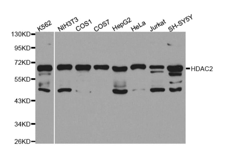 Western blot - HDAC2 Antibody from Signalway Antibody (32590) - Antibodies.com
