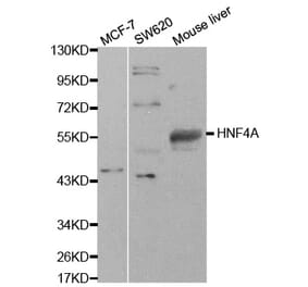 Western blot - HNF4A Antibody from Signalway Antibody (32591) - Antibodies.com