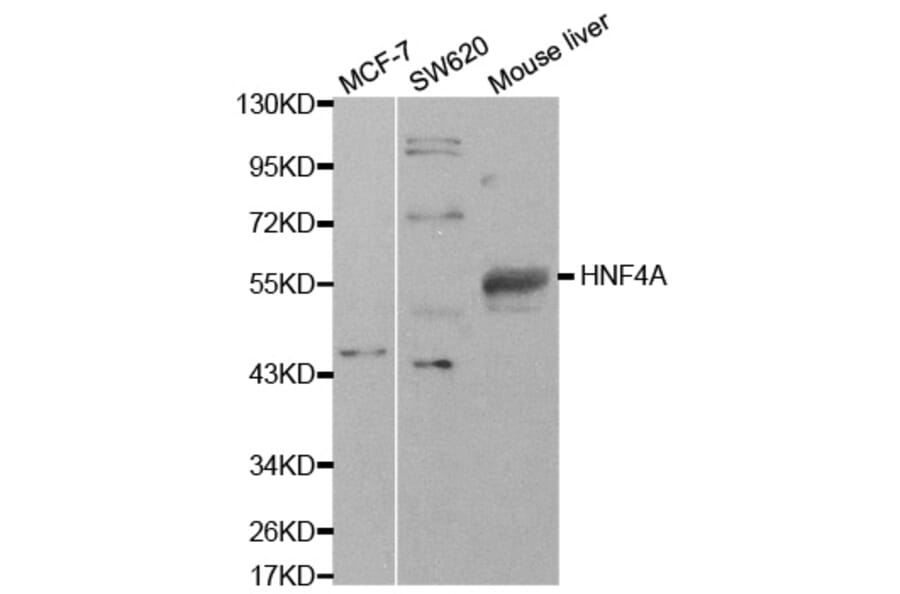 Western blot - HNF4A Antibody from Signalway Antibody (32591) - Antibodies.com