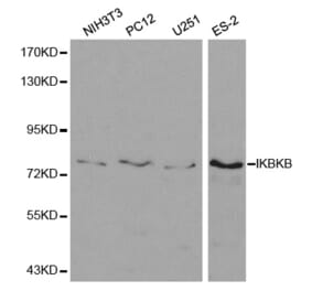 Western blot - IKBKB Antibody from Signalway Antibody (32593) - Antibodies.com