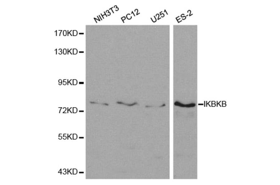 Western blot - IKBKB Antibody from Signalway Antibody (32593) - Antibodies.com