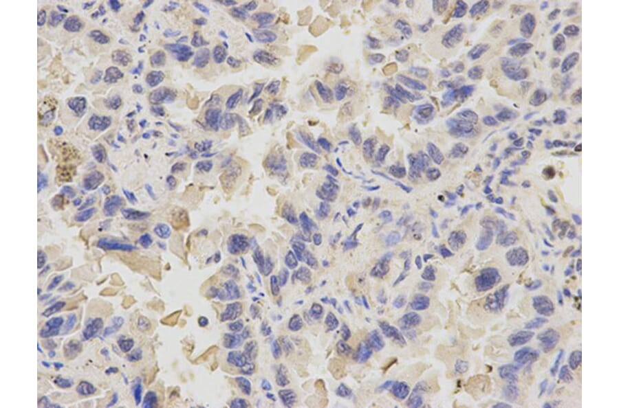 Immunohistochemistry - PDE1B Antibody from Signalway Antibody (32598) - Antibodies.com