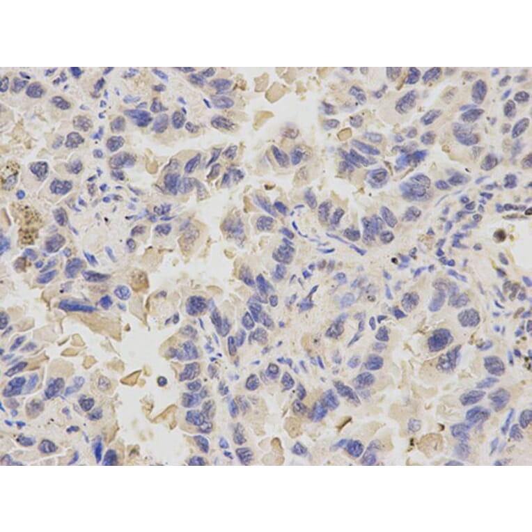 Immunohistochemistry - PDE1B Antibody from Signalway Antibody (32598) - Antibodies.com