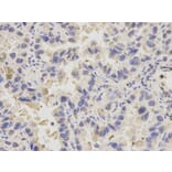 Immunohistochemistry - PDE1B Antibody from Signalway Antibody (32598) - Antibodies.com