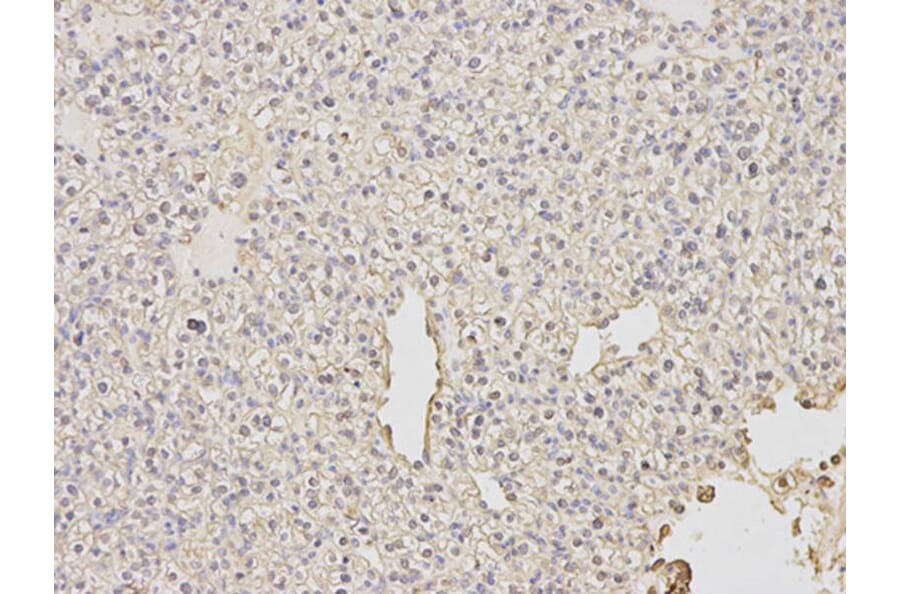 Immunohistochemistry - PDE1B Antibody from Signalway Antibody (32598) - Antibodies.com