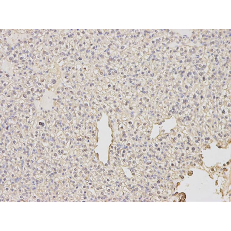 Immunohistochemistry - PDE1B Antibody from Signalway Antibody (32598) - Antibodies.com