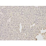 Immunohistochemistry - PDE1B Antibody from Signalway Antibody (32598) - Antibodies.com
