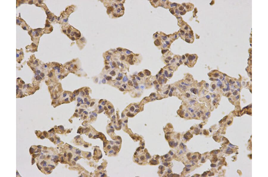 Immunohistochemistry - PPP4C Antibody from Signalway Antibody (32602) - Antibodies.com