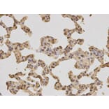 Immunohistochemistry - PPP4C Antibody from Signalway Antibody (32602) - Antibodies.com