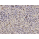 Immunohistochemistry - PPP4C Antibody from Signalway Antibody (32602) - Antibodies.com