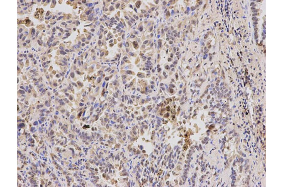 Immunohistochemistry - PPP4C Antibody from Signalway Antibody (32602) - Antibodies.com
