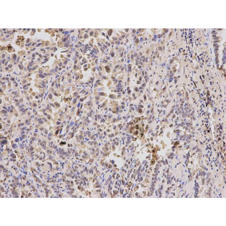 Immunohistochemistry - PPP4C Antibody from Signalway Antibody (32602) - Antibodies.com