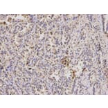Immunohistochemistry - PPP4C Antibody from Signalway Antibody (32602) - Antibodies.com