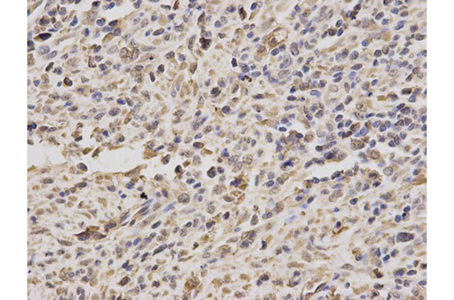 Immunohistochemistry - PPP4C Antibody from Signalway Antibody (32602) - Antibodies.com