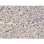 Immunohistochemistry - PPP4C Antibody from Signalway Antibody (32602) - Antibodies.com