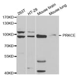 Western blot - PRKCE Antibody from Signalway Antibody (32603) - Antibodies.com