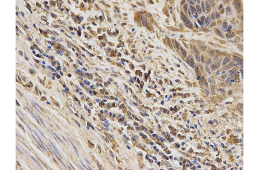 Immunohistochemistry - MAPK7 Antibody from Signalway Antibody (32604) - Antibodies.com