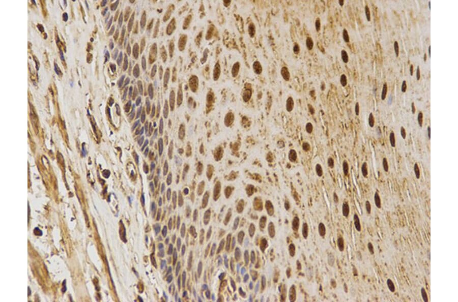 Immunohistochemistry - MAPK7 Antibody from Signalway Antibody (32604) - Antibodies.com