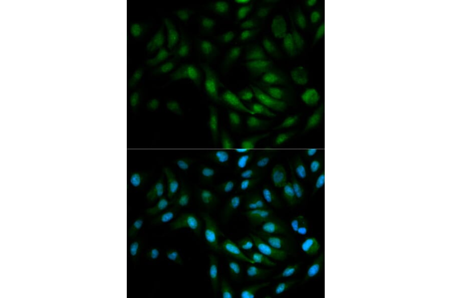 Immunofluorescence - MAPK7 Antibody from Signalway Antibody (32604) - Antibodies.com