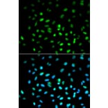 Immunofluorescence - STK11 Antibody from Signalway Antibody (32612) - Antibodies.com