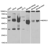 Western blot - NDRG1 Antibody from Signalway Antibody (32622) - Antibodies.com