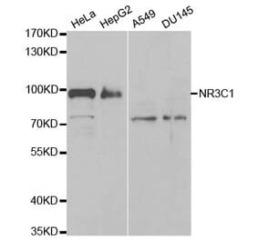 Western blot - NR3C1 Antibody from Signalway Antibody (32634) - Antibodies.com