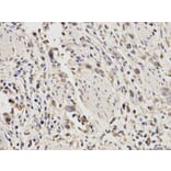 Immunohistochemistry - PSMA6 Antibody from Signalway Antibody (32652) - Antibodies.com