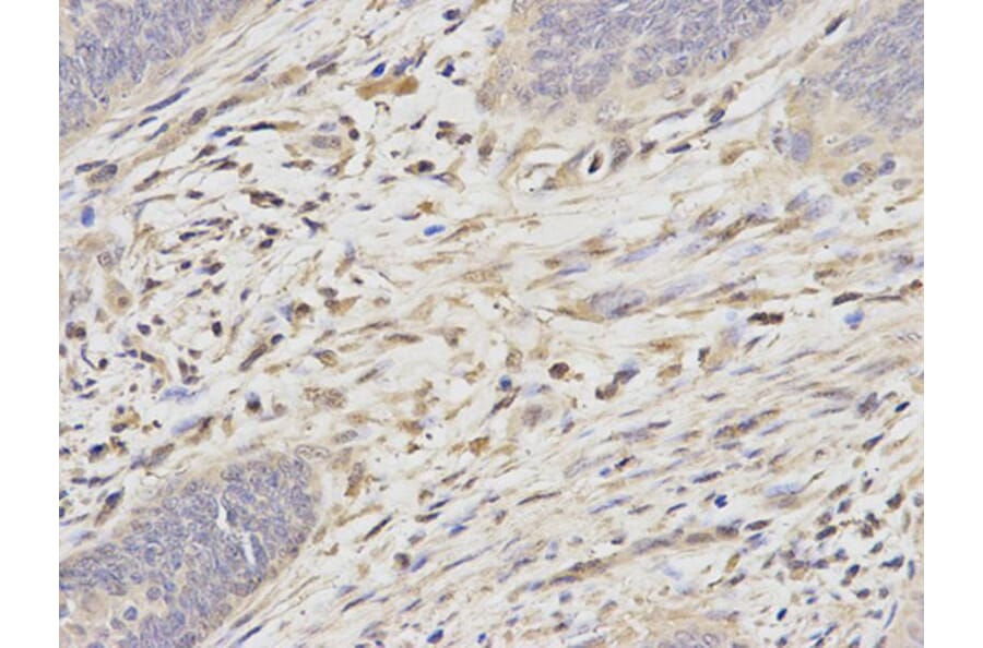 Immunohistochemistry - PSMA6 Antibody from Signalway Antibody (32652) - Antibodies.com