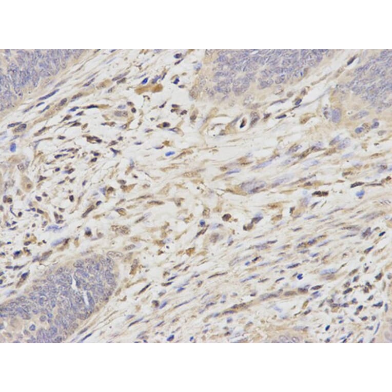 Immunohistochemistry - PSMA6 Antibody from Signalway Antibody (32652) - Antibodies.com