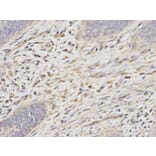 Immunohistochemistry - PSMA6 Antibody from Signalway Antibody (32652) - Antibodies.com