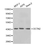 Western blot - DCTN2 Antibody from Signalway Antibody (32662) - Antibodies.com