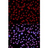 Immunofluorescence - IFIH1 Antibody from Signalway Antibody (32665) - Antibodies.com
