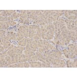 Immunohistochemistry - RIPK2 Antibody from Signalway Antibody (32675) - Antibodies.com